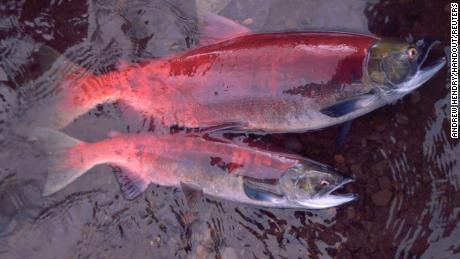 One additional year in the ocean makes a big difference in the size of salmon, as seen in these two female sockeye salmon in Pick Creek, Alaska.