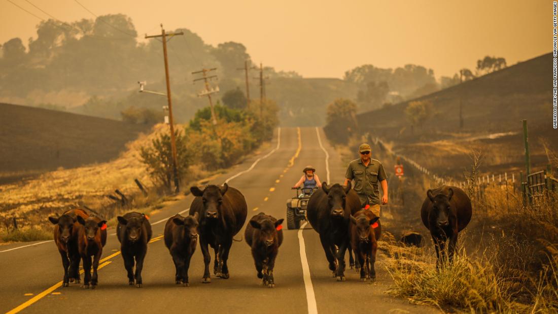 People herd cows down Pleasants Valley Road in Vacaville on August 19.