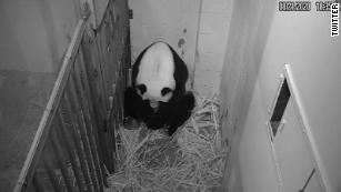 Giant panda gives birth at the National Zoo