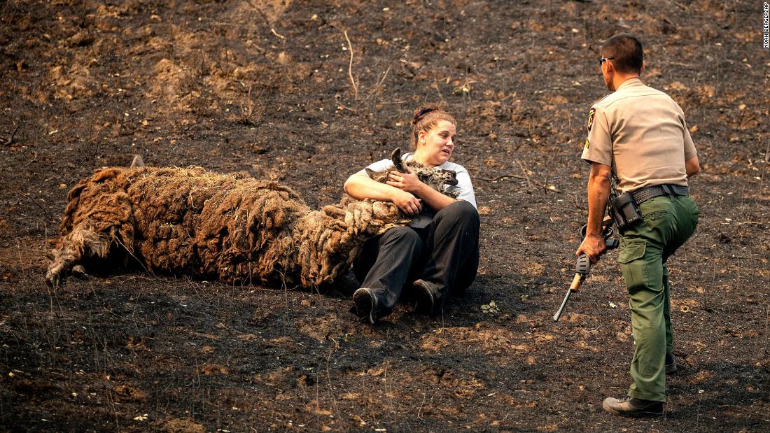 Veterinary technician Brianna Jeter comforts a llama injured by a fire in Vacaville on August 21, 2020. At right, animal control officer Dae Kim prepares to euthanize the llama.