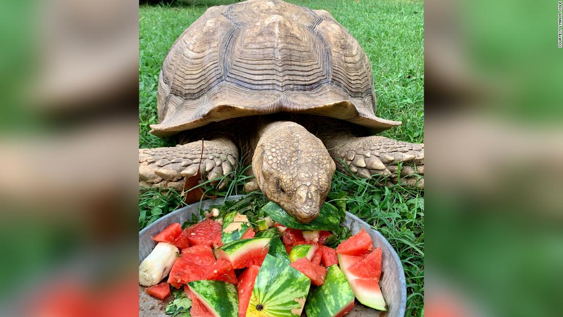 A 150-pound runaway tortoise is back home after 74 days on the lam