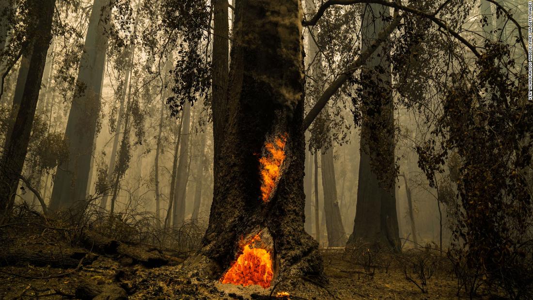 Smoke hangs low in the air at the Big Basin Redwoods State Park as some redwoods burn in Boulder Creek on August 22, 2020.