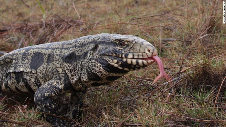 An invasive species of giant lizard has been making its way through the Southeast