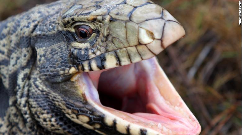 An adult black and white tegu lizard.