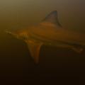 11 giant freshwater fish bull shark