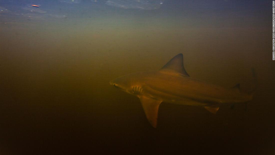 A &lt;strong&gt;bull shark&lt;/strong&gt; photographed in the clouded Rio Sirena, Brazil. The bull shark can grow up to &lt;a href=&quot;https://www.britannica.com/animal/carcharhinid&quot; target=&quot;_blank&quot;&gt;11.5 feet&lt;/a&gt; and can be found around the world. Though it primarily resides in coastal waters, it can swim up to 160 miles up rivers, &lt;a href=&quot;https://www.iucnredlist.org/species/39372/10187195&quot; target=&quot;_blank&quot;&gt;giving birth in estuaries or freshwater&lt;/a&gt;. With its blade-shaped teeth it can pose a threat to humans. 