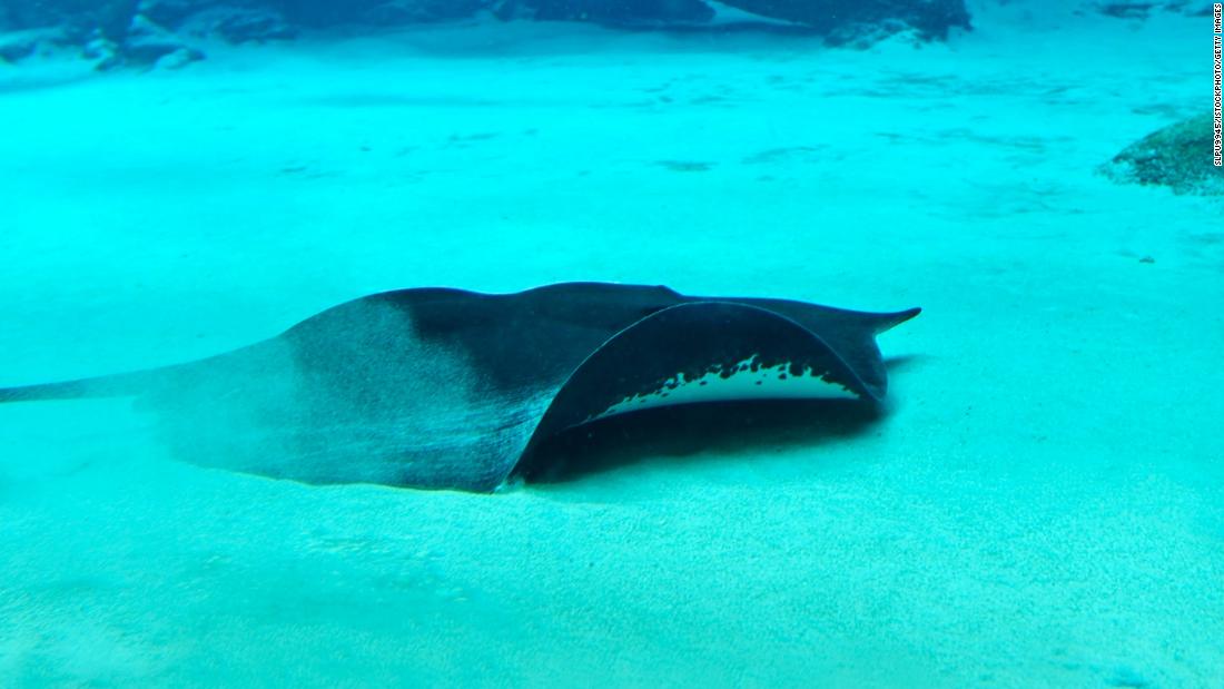 A &lt;strong&gt;Mekong giant freshwater stingray&lt;/strong&gt; is pictured sliding along the bottom of sandy, blue waters. Giant freshwater stingrays can be found throughout East Asia, Southeast Asia and Australia, and some species grow up to half the length of a bus and weigh half a ton according to the &lt;a href=&quot;https://wwf.panda.org/our_work/our_focus/wildlife_practice/profiles/fish_marine/stingray/&quot; target=&quot;_blank&quot;&gt;WWF&lt;/a&gt;. In the Mekong basin the freshwater stingray can grow to 16 feet and buries itself in sandy river bottom, detecting its prey -- fish and crustaceans -- by sensing other animals&#39; electrical fields. The ray has a potentially lethal barb on its tail, up to 15 inches long and capable of piercing human flesh and bone. 