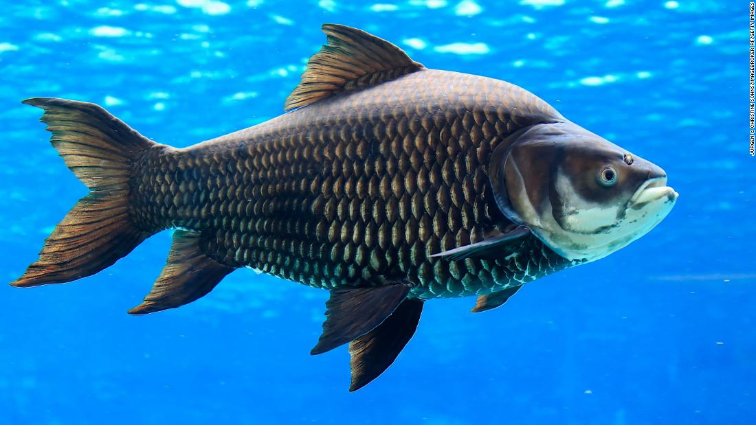 &lt;a href=&quot;https://www.mekongfishnetwork.org/fish-release-giant-barbs-cambodian-identity/&quot; target=&quot;_blank&quot;&gt;Cambodia&#39;s national fish&lt;/a&gt;, the &lt;strong&gt;giant barb&lt;/strong&gt; (also known as the giant carp) resides in rivers and floodplain areas in the Maeklong, Mekong and Chao Phraya river basins of Cambodia, Thailand, Laos and Vietnam. The freshwater species is worthy of its name, growing up to &lt;a href=&quot;https://www.fws.gov/fisheries/ANS/erss/uncertainrisk/ERSS-Catlocarpio-siamensis-FINAL-September2018.pdf&quot; target=&quot;_blank&quot;&gt;three meters (9.8 feet)&lt;/a&gt; and an astonishing 661 pounds.