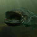 14 giant freshwater fishwels catfish
