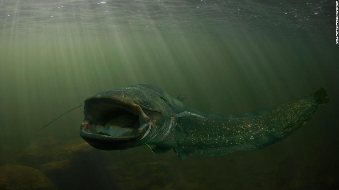 The &lt;strong&gt;wels catfish&lt;/strong&gt; is a nocturnal predator native to rivers and lakes of central Europe and western Asia. It is &lt;a href=&quot;https://www.britannica.com/animal/wels-fish&quot; target=&quot;_blank&quot;&gt;one of the world&#39;s largest catfish&lt;/a&gt; and among the largest of Europe&#39;s freshwater fish species. The long-bodied, scaleless creature can reach 15 feet in length and a weight of 660 pounds. The species is easily identified by its light-colored undercarriage, dark fins and its six, whisker-like mouth barbels. 