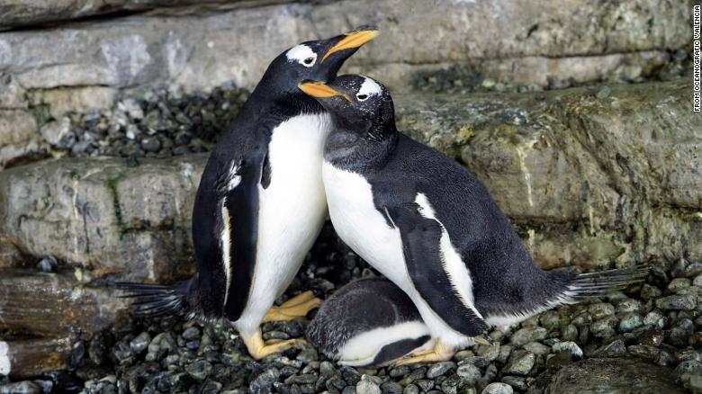 Cuddling penguins and snorkeling alligators: What animals do to stay warm during extreme cold