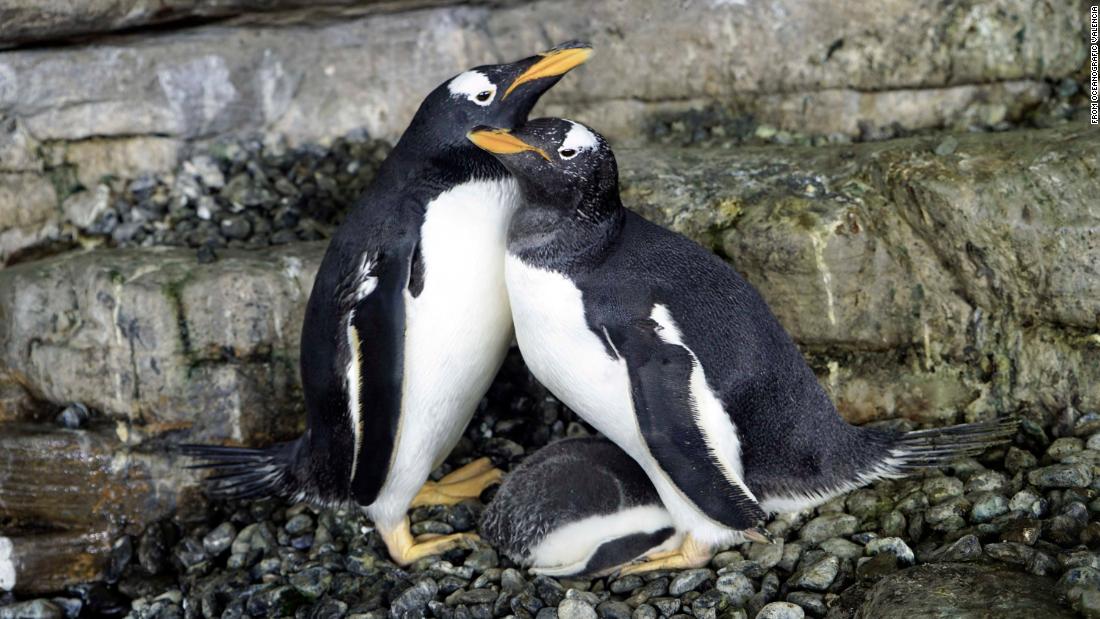 A Same Sex Penguin Couple Became First Time Moms At Spanish Aquarium Cnn