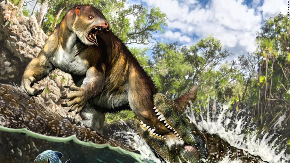 This artist&#39;s illustration shows a young Purussaurus attacking a ground sloth in Amazonia 13 million years ago. 