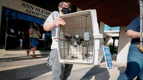 Katy Gay carries a dog as the Houston SPCA sent about 25 dogs and over 100 animals total to the Austin Humane Society as Hurricane Laura threatens the Texas coast.