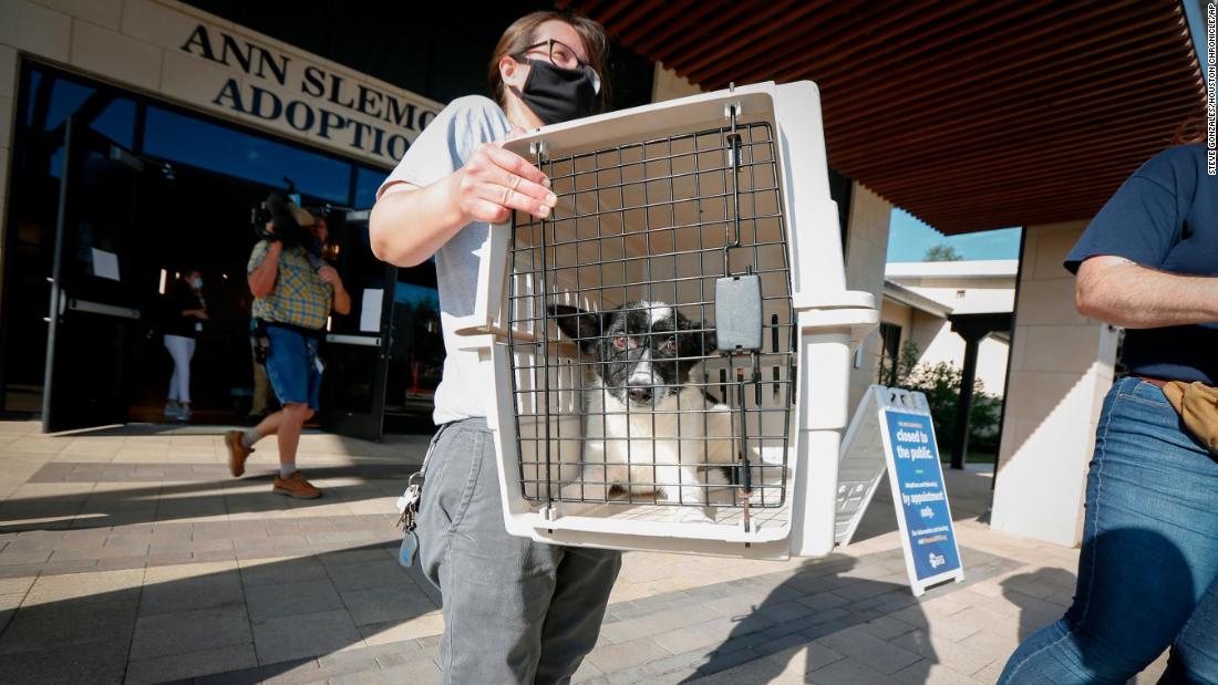 Katy Gay carries a dog as the Houston SPCA transferred more than 100 animals to the Austin Humane Society.