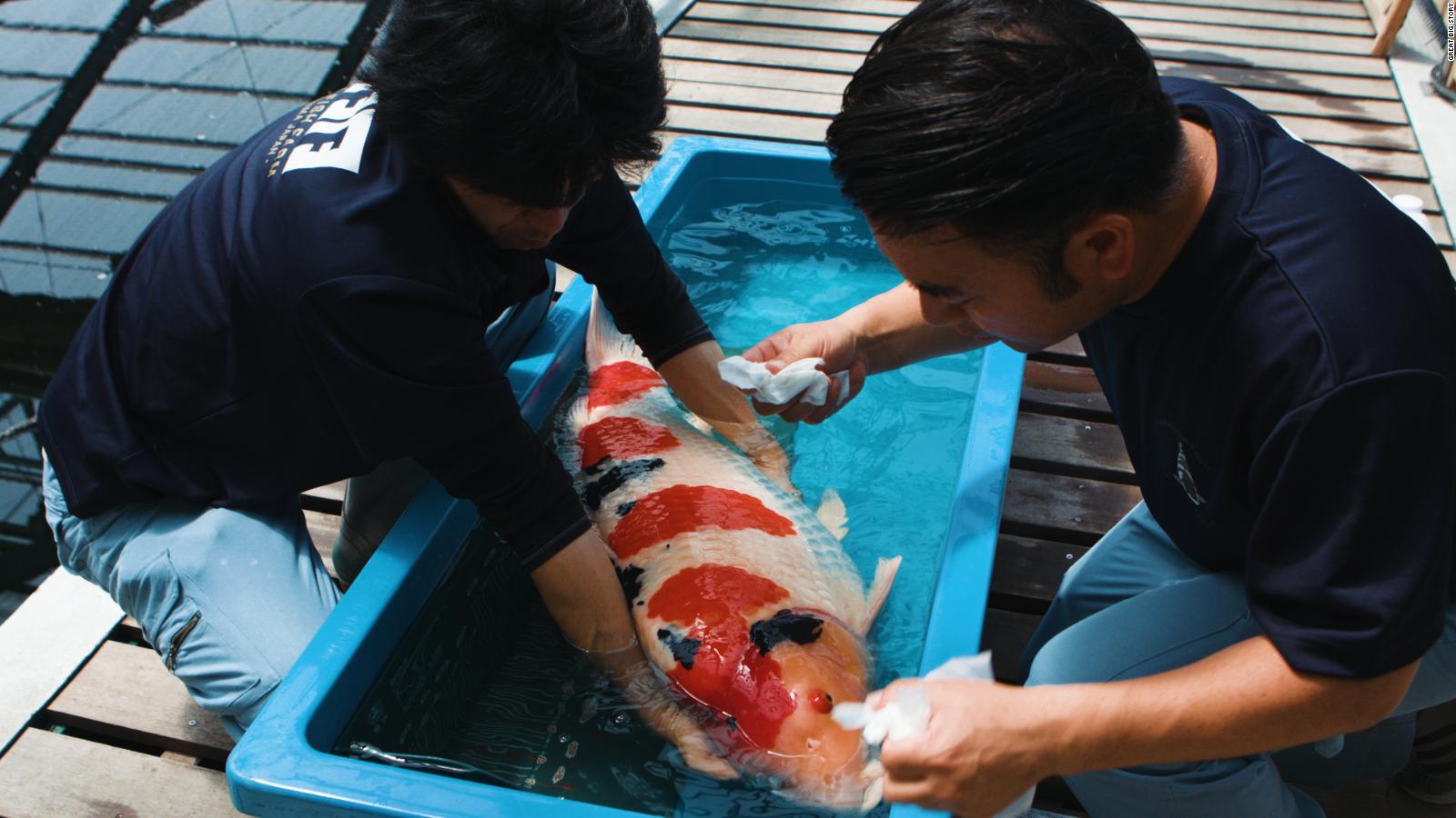 million dollar koi fish