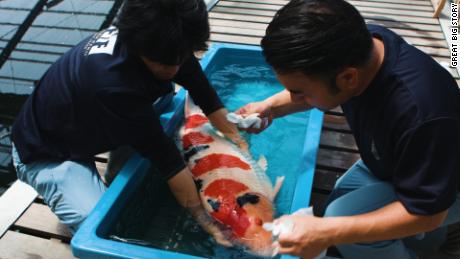 Japan&#39;s King of Carp Breeds Million Dollar Koi Fish