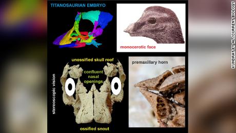 The three-dimensional skull revealed unusual features, like binocular vision and a rhino-like horn, on the baby&#39;s face.