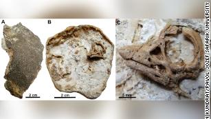 Found: 120-Million-Year-Old Colony of Fossilized Flying Reptiles, Plus  Their Eggs, Science