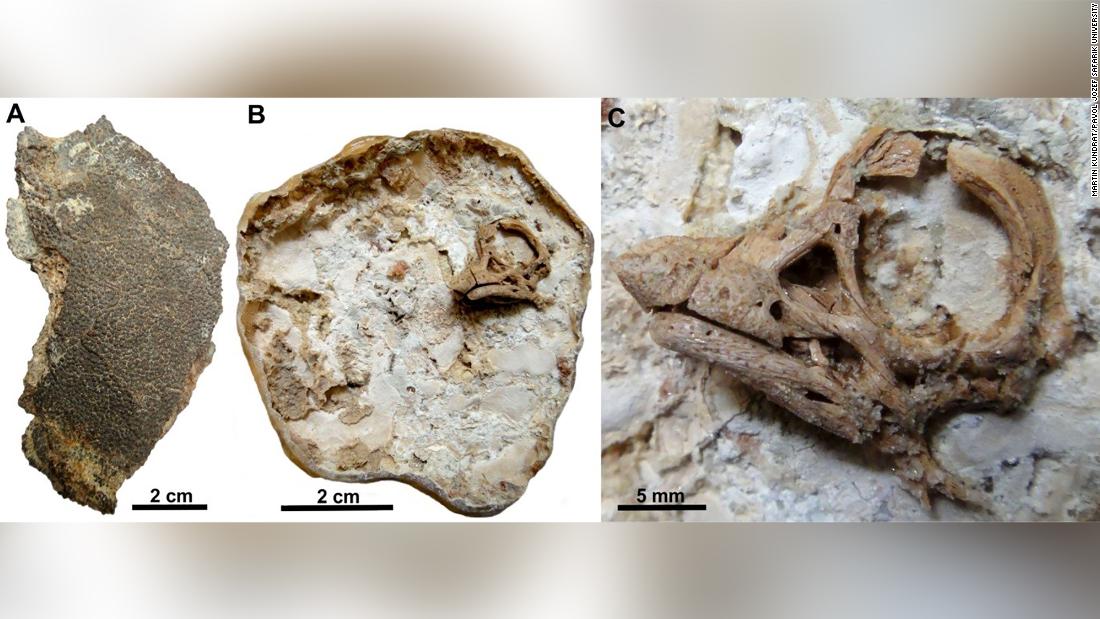 A titanosaurian sauropod hatchling was found inside a dinosaur egg from 80 million years ago and its embryonic skull was still preserved. 