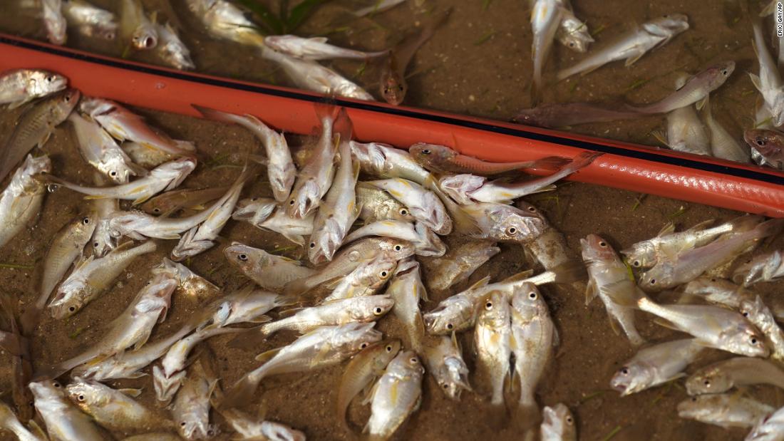 Dozens of small fish are trapped inland after the hurricane ripped through Holly Beach, Louisiana.