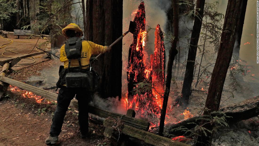 Firefighter Juan Chavarin pulls down a burning tree trunk in Guerneville, California, on August 25.