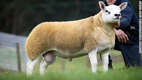 Double Diamond is a Texel sheep that just broke the world record for price sold. 