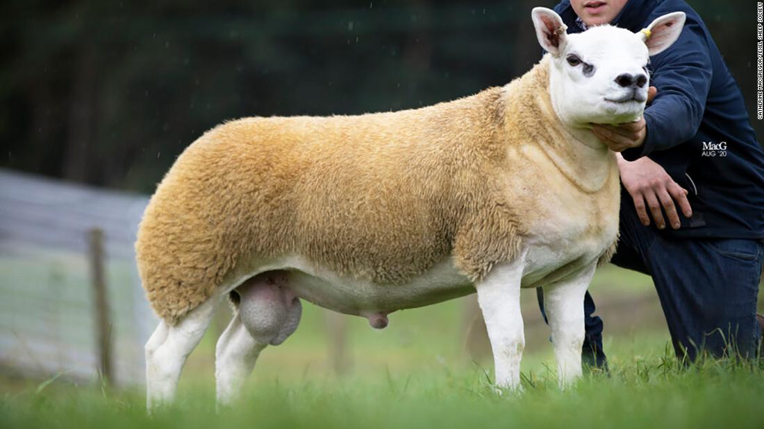 The World S Most Expensive Sheep Has Just Been Purchased For 490 000 Cnn