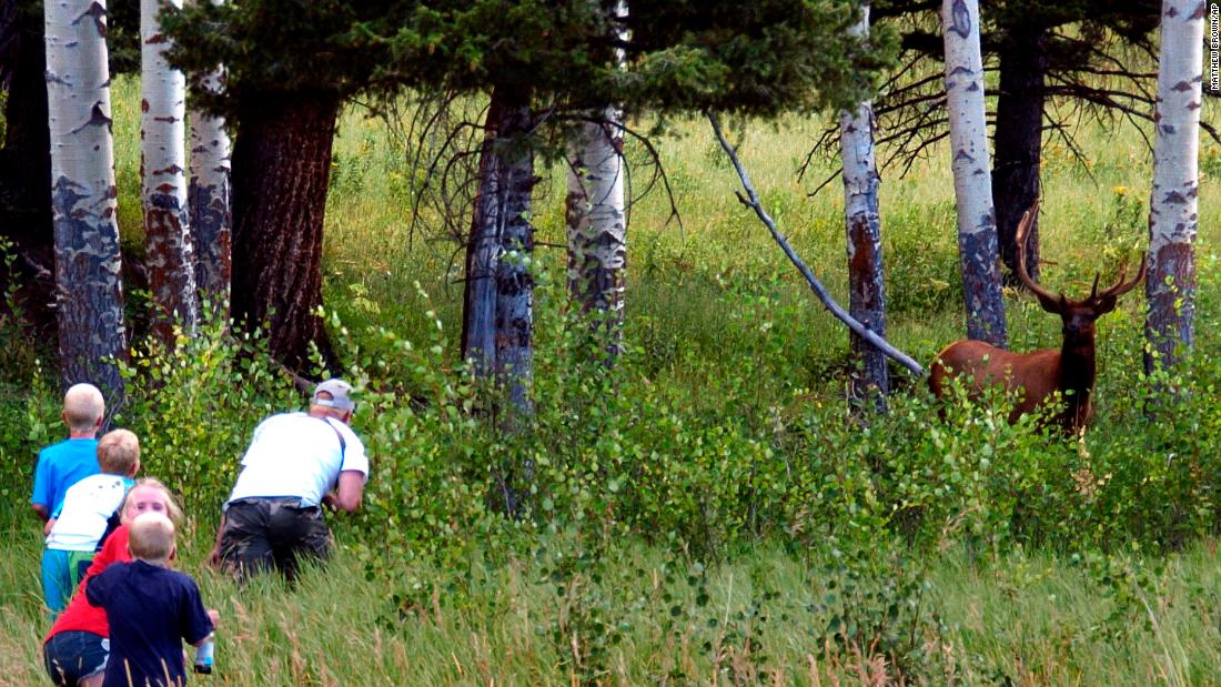 Yellowstone warns visitors not to get mixed up in elk mating season