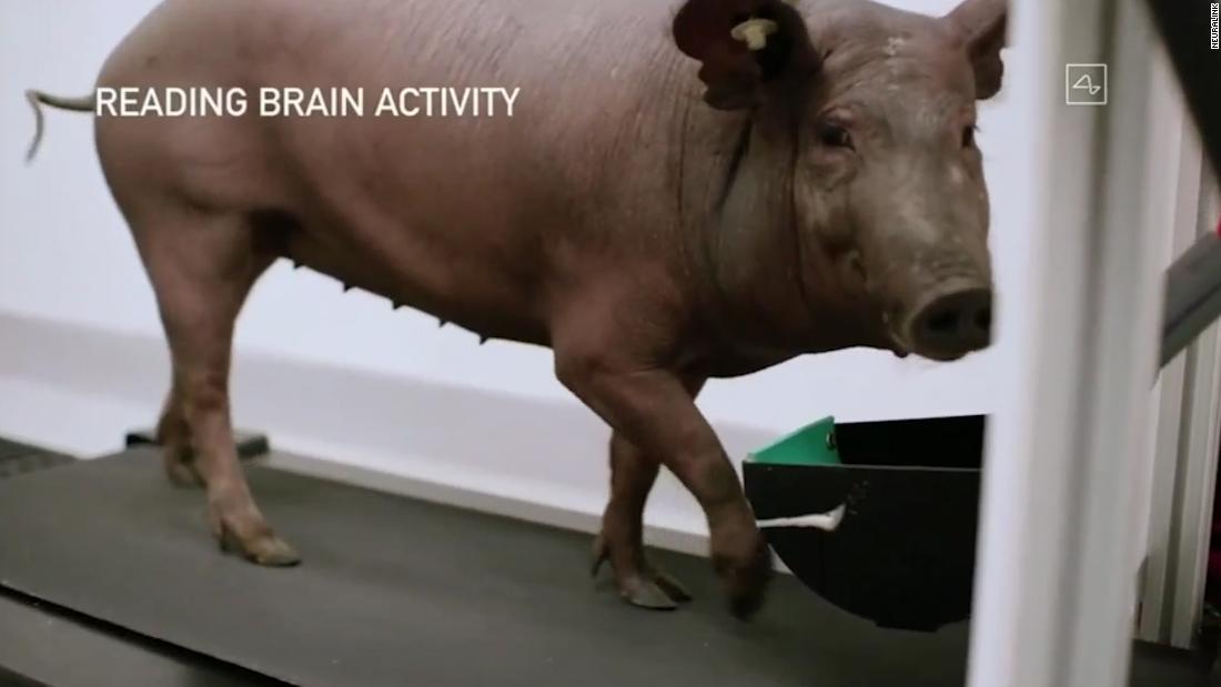 Watch Elon Musk show how the Neuralink brain implant works — using a pig