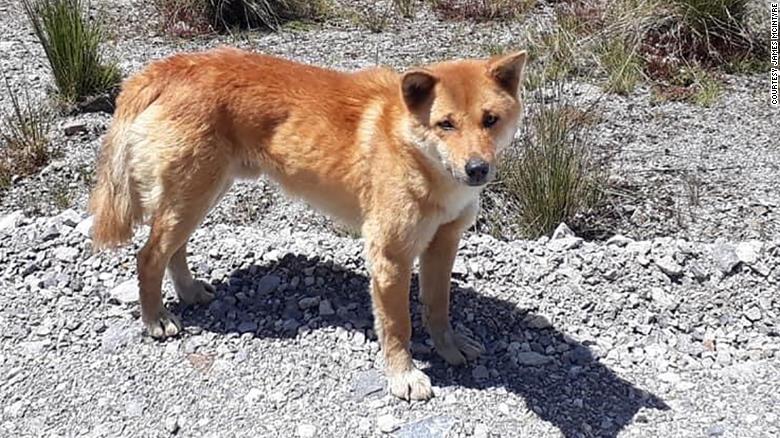 The dogs were rediscovered in 2016 near the Grasberg gold and copper mine in Papua, Indonesia.