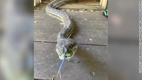 Two huge snakes fall through kitchen ceiling in Australia