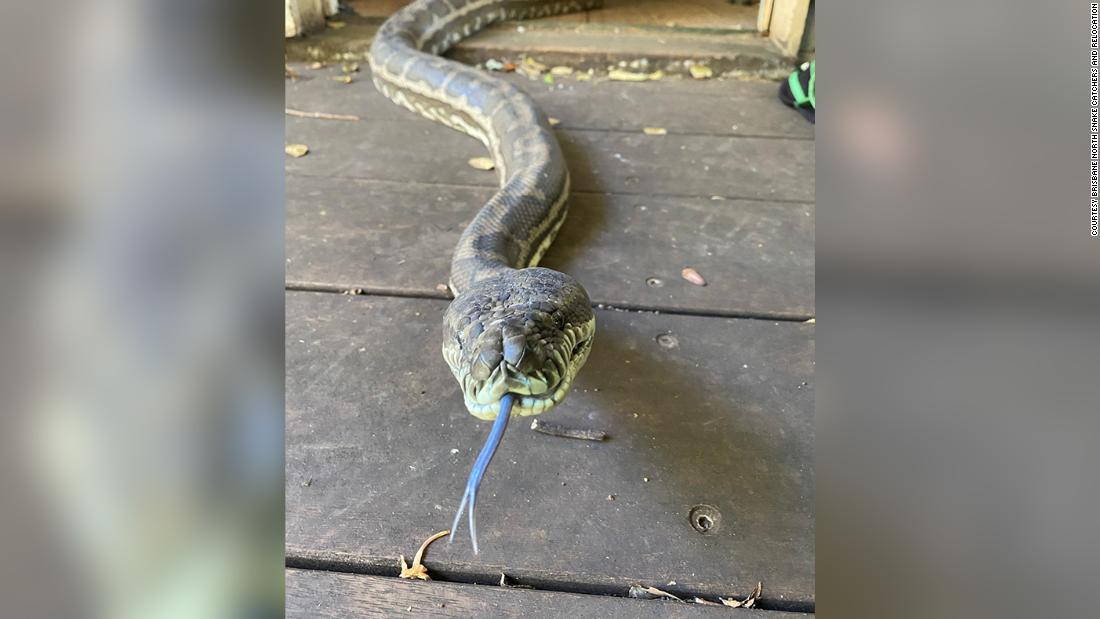 giant australian snake