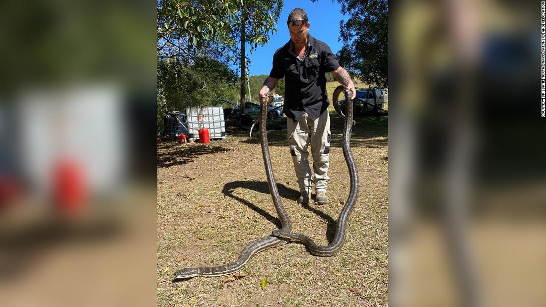 Huge carpet pythons fall through kitchen ceiling in Australia CNN