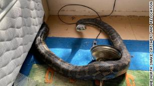 Snake catcher removes seemingly endless number of snakes from rood of home  in Australia 