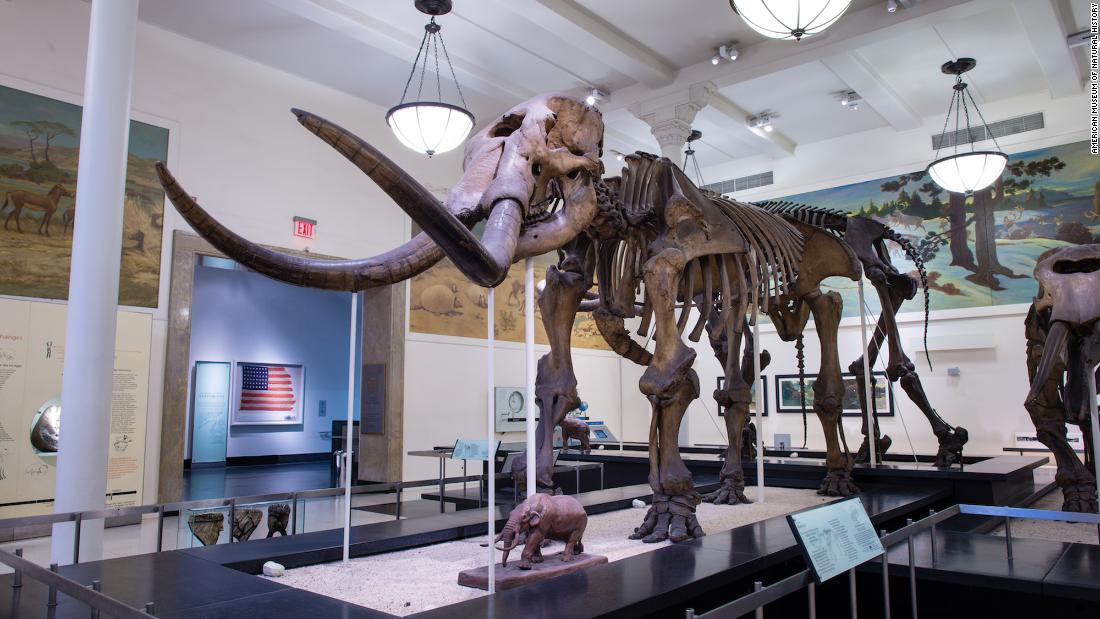 This mastodon fossil is on display at the American Museum of Natural History. A new study using mastodon DNA has suggested the animals migrated many times across North America during fluctuations in climate and environment.