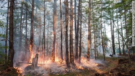 Smoke plumes from the blazes covered an area the equivalent of more than a third of Canada, experts said. 