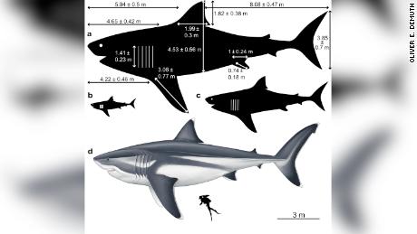 Enorme tamaño del tiburón megalodón prehistórico