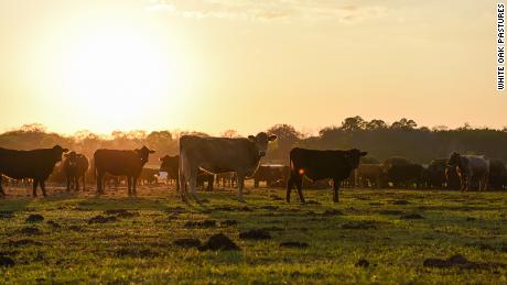 Cattle on White Oak Pastures in Bluffton, Georgia.