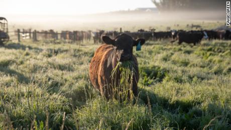 A cow munches on grass at Stemple Creek Ranch in Tomales, California.