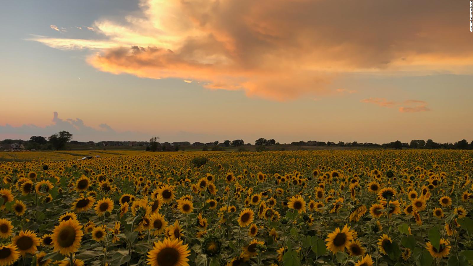 Wisconsin farmer plants sunflower fields to provide a respite during ...