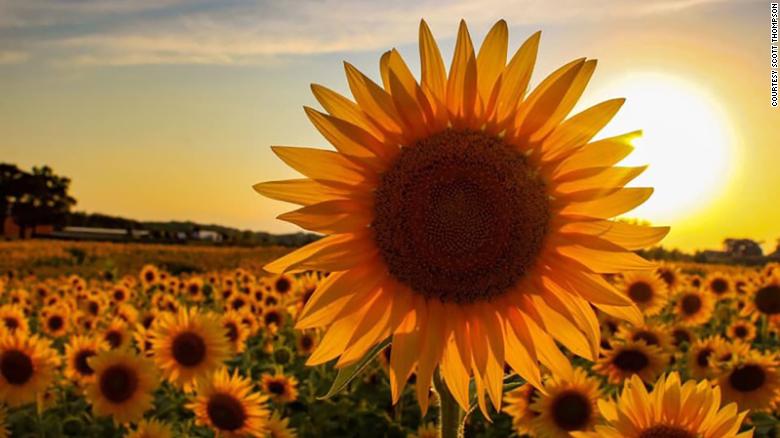 Thompson Strawberry Farm has been around for 70 years, but this is the first year it is decorated with sunflowers. 