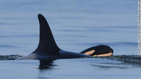 A killer whale who grieved her dead calf for 17 days is a mother again