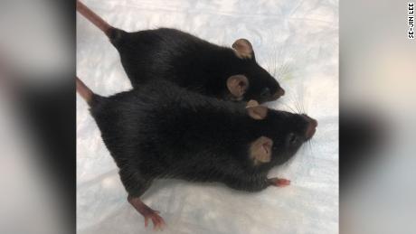 The &#39;mighty mice&#39; that went to space could help protect astronauts&#39; muscles and bones