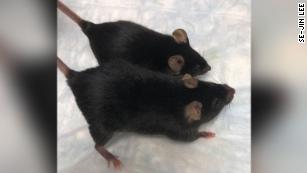 The &#39;mighty mice&#39; that went to space could help protect astronauts&#39; muscles and bones