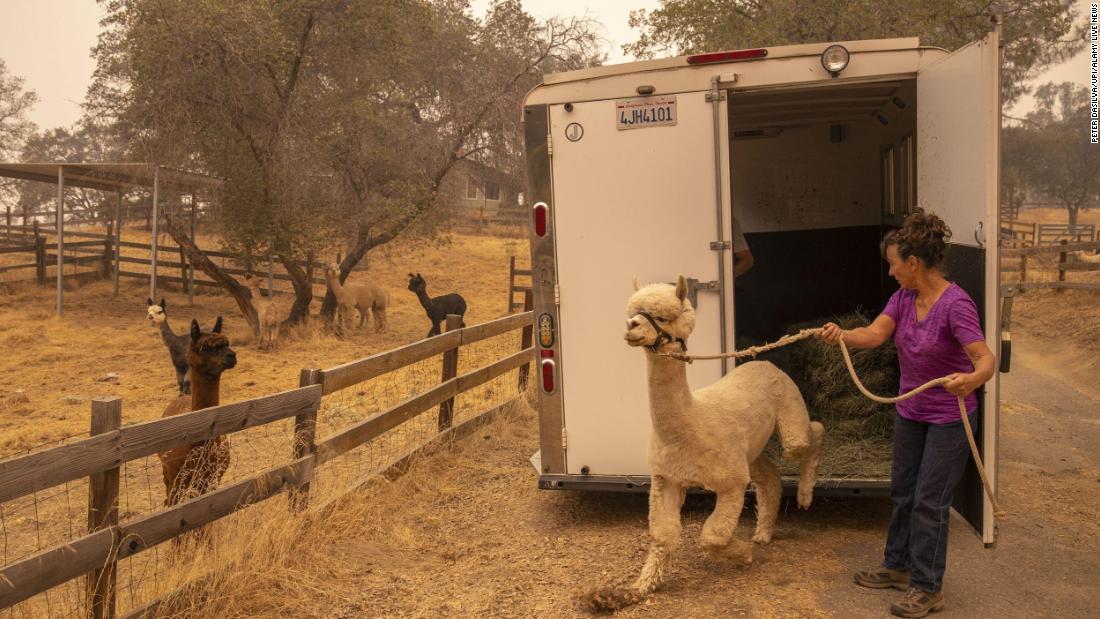 Lisa Theis unloads the last of her 44 alpacas after she evacuated her ranch in North Fork, California.