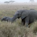 World's Wildlife Populations In Devastating Decline Warns WWF Report - CNN