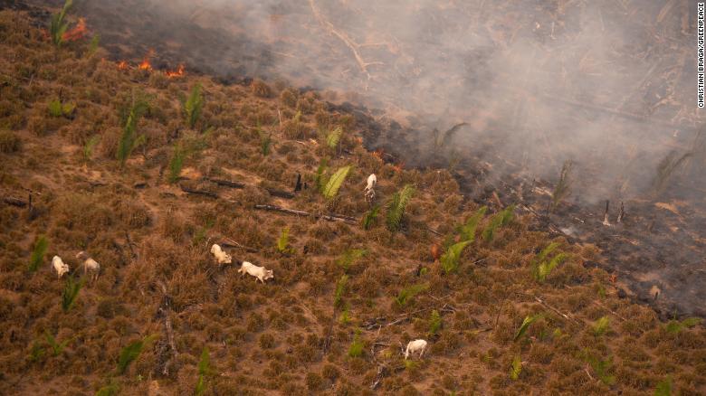 Cattle next to smoke from fires in Lábrea, Amazonas state, in mid-August.