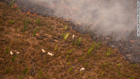 Cattle next to smoke from fires in Lábrea, Amazonas state, in mid-August.