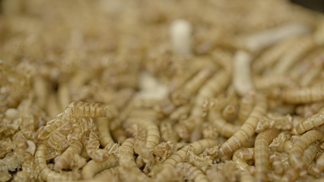 Can plasticeating mealworms help solve our pollution crisis? CNN